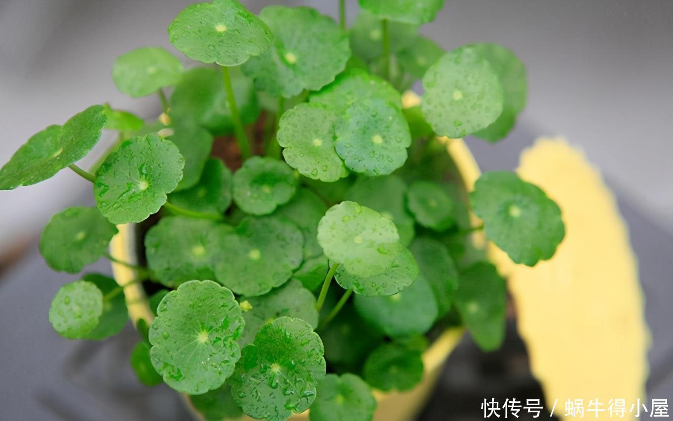 名字寓意很好，常被当绿植种植，却不知危害极大，请重视