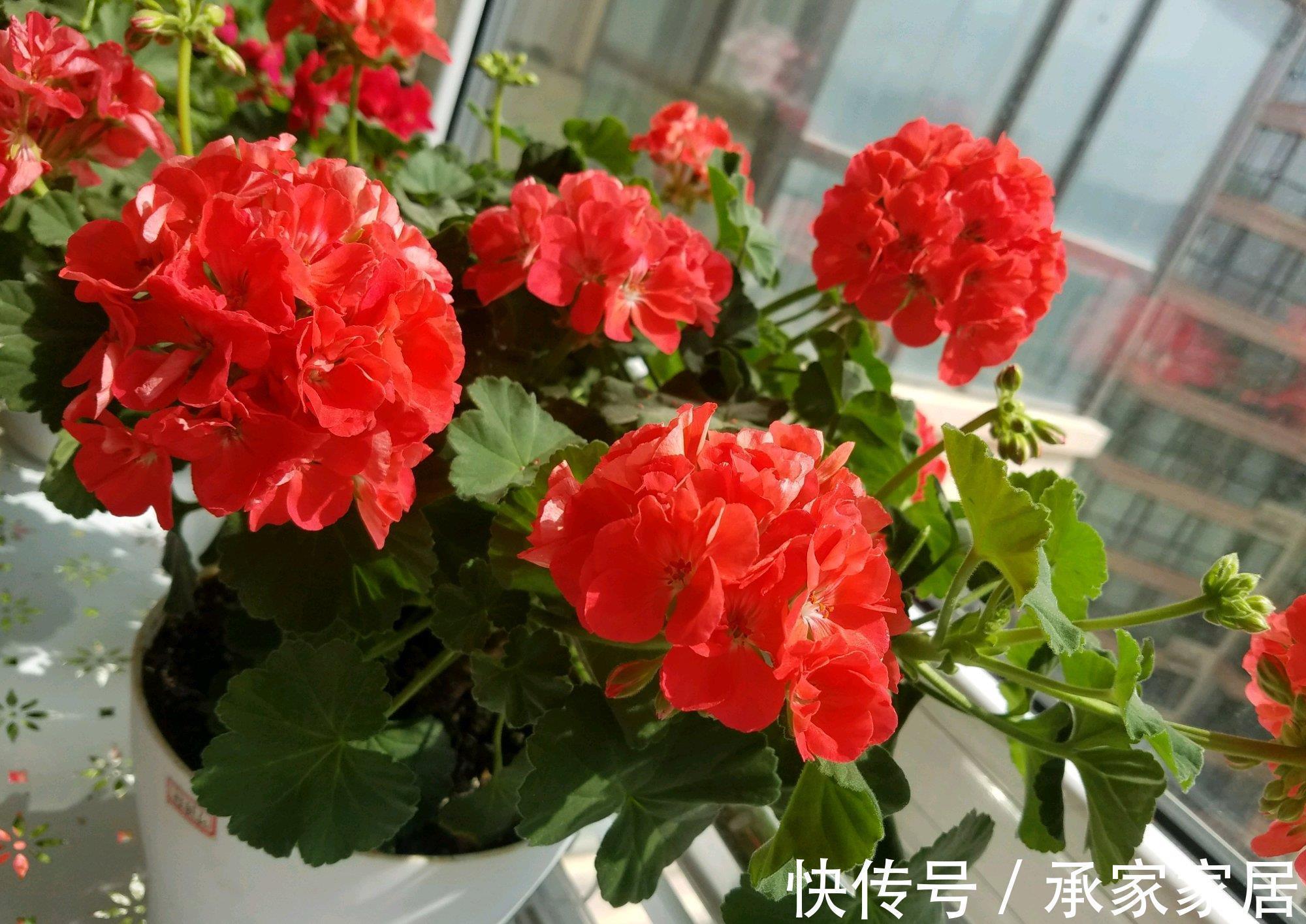 8月中旬,养花首选这5种,爱开花不说,关键是好养