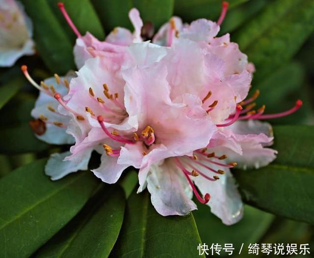 杜鹃花夏天不开花，注意这两点，盆景养得极美