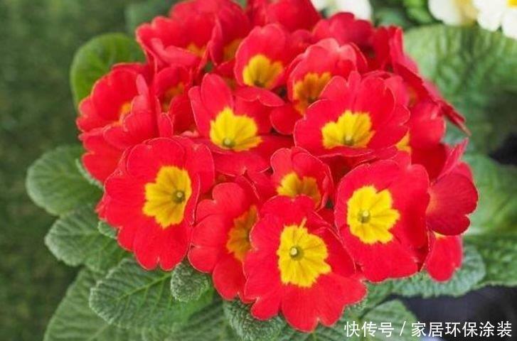 不管有没有钱，正月二十八养4种“聚财花”，牛年纳福财运旺