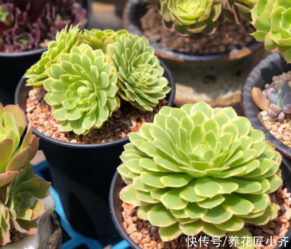 多肉|四季分明的地区养多肉，记住浇水3句“口诀”，根壮叶肥状态美