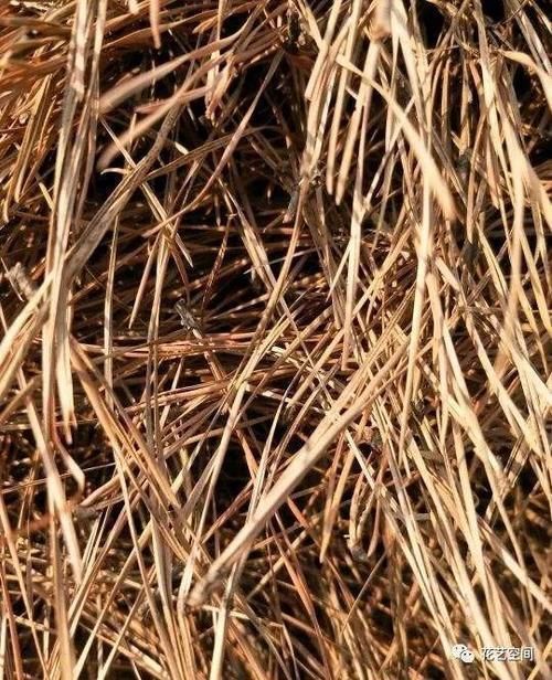 瓜子皮|别把好东西当垃圾扔，这种东西养花特好使，后悔知道太晚了