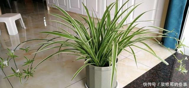 花肥|家庭养花,这些水都是“肥”,别再花钱买了