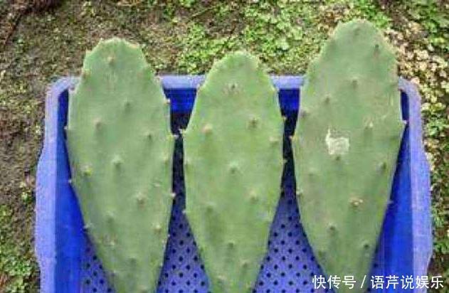 养了十多年,仙人掌都不变样,狠心来一刀,突然爆发开始猛长