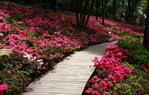 东湖杜鹃万花吐蕊，马鞍山磨山两大花海美艳绽放