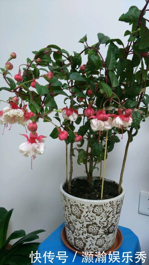 4种花是花中劳模，一年四季开花不断，花大色艳很漂亮，谁养谁爱