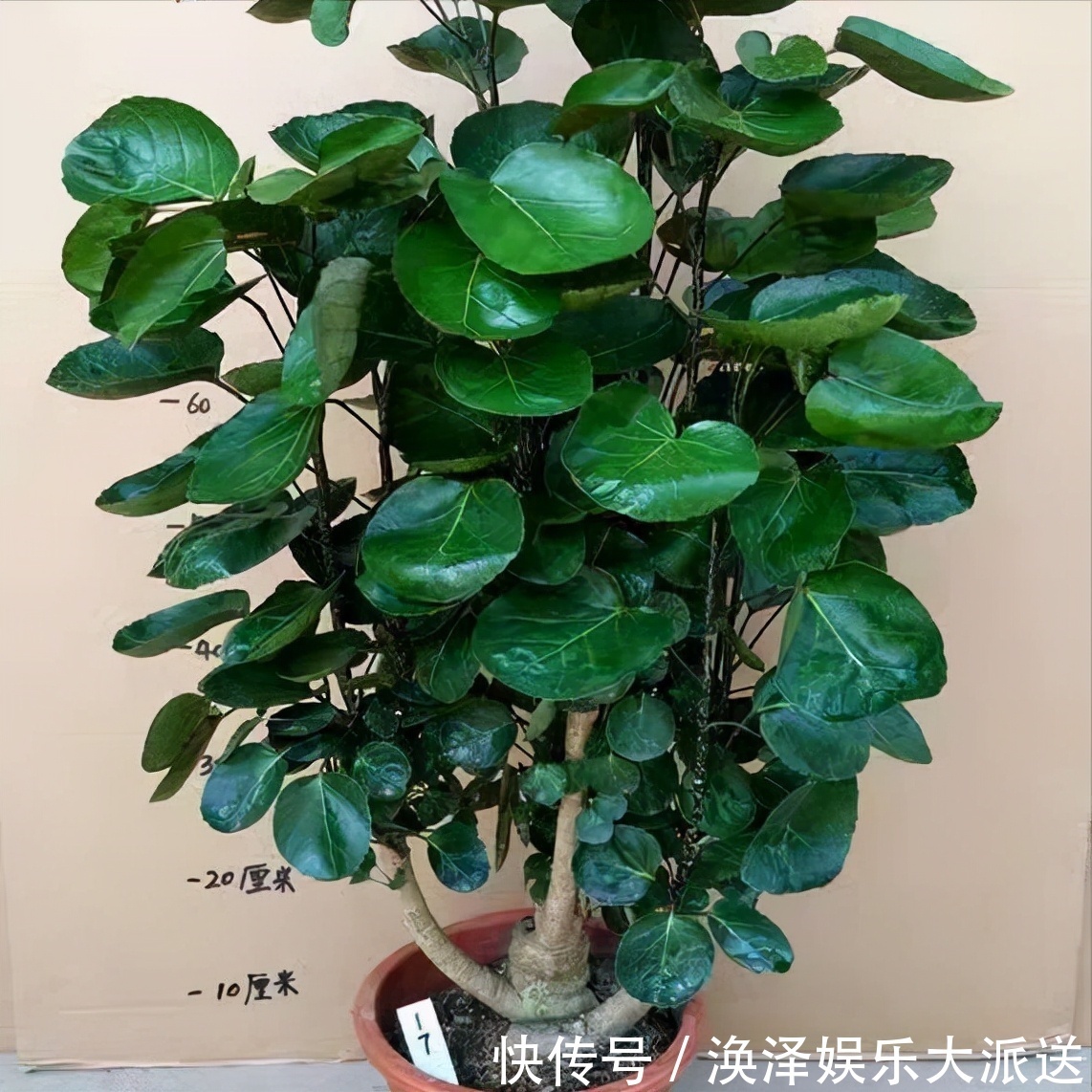 发财树|8种“漂亮花”,个个都是“招财树”,家里养一棵,不愁没钱花