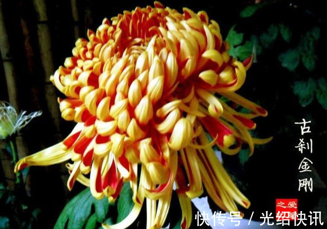 喜欢菊花,不如养盆“菊之珍品”,似明月圆满,妖娆艳丽