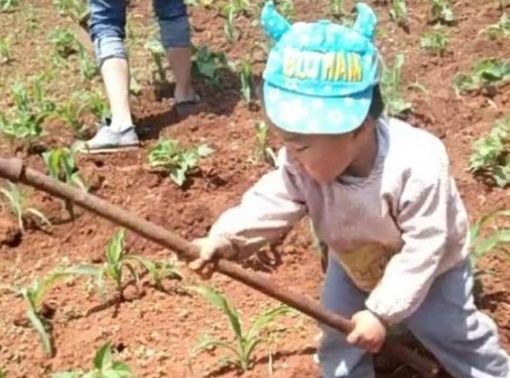 农村|3岁儿子去农村爷爷家,居然学会了除草,爸爸乐得哈哈大笑