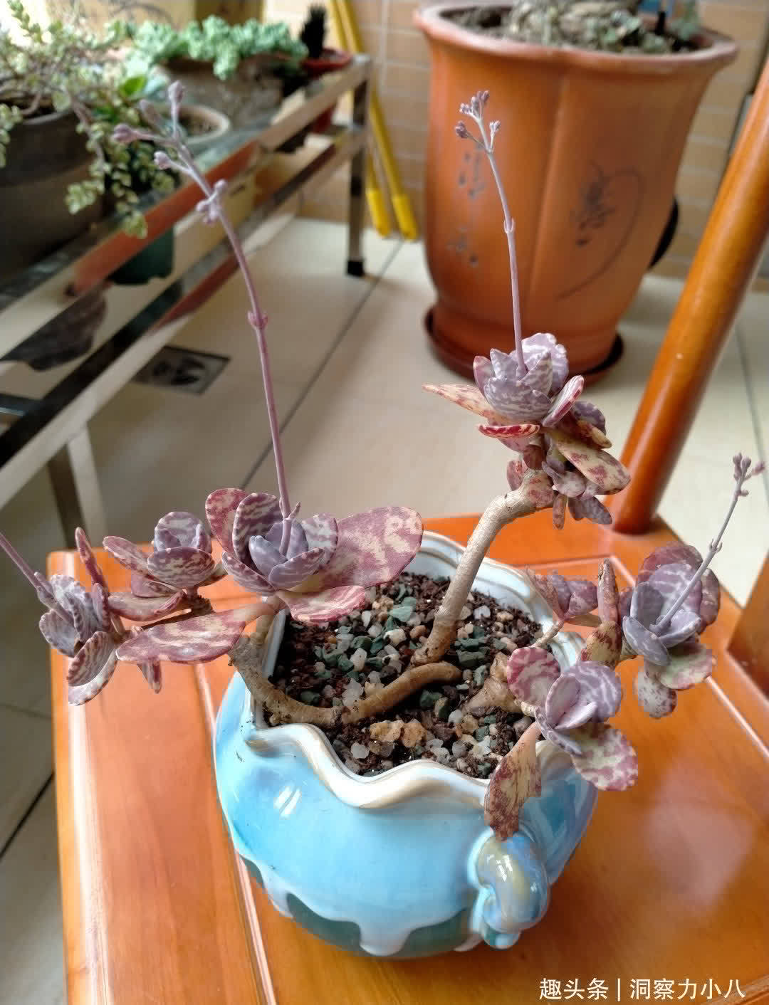 多肉入春易长“小尾巴”,别犹豫快掐掉,否则容易摊成“一张饼”