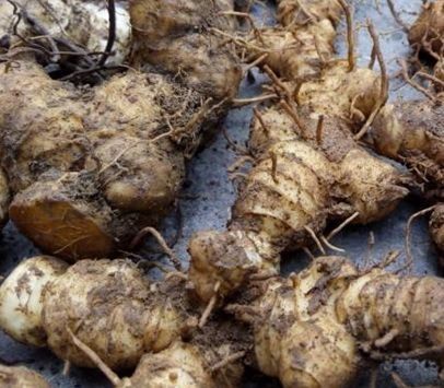 形状像山芋,看起来是歪七扭八,常被误认为是玉竹