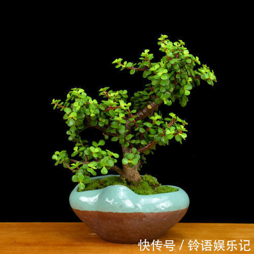 冬天|4种懒人花,种在小盆里,3个月不浇水,长得旺开花多!