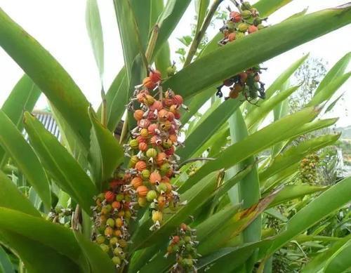 堪称一绝|民间叫它“小豆蔻”,炖肉堪称一绝,公园里就有