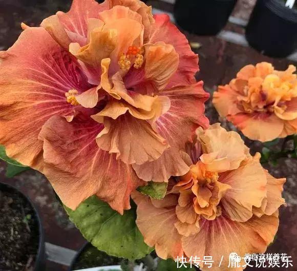 种花|1种花一开就是300多天,好养又漂亮,新手懒人都能养!