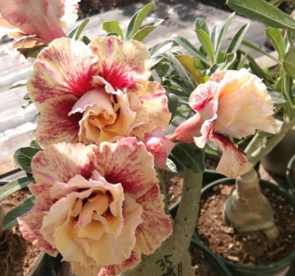 适合小盆养殖的3种花卉,漂亮易打理,颜值不逊色于大型盆景