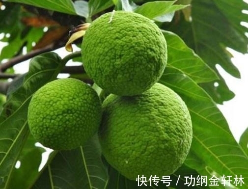 世界上最有趣的植物排名，面包树营养丰富，生石花圆润好看