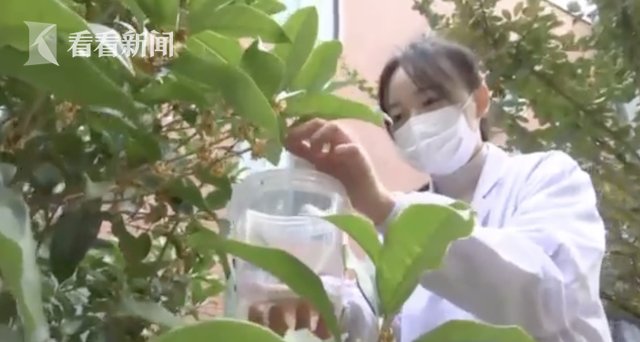 江苏食品药品职业技术学院|心疼老师的手太干燥 他们用桂花自制140支护手霜