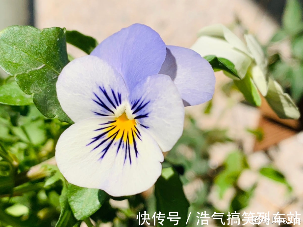 秋天是养草花的季节，12种草花现在播种，俩月就能开花