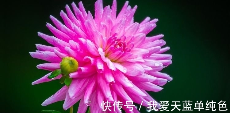 缘分|还有9天，缘分桃花齐上阵，对爱情刮目相看的4大生肖