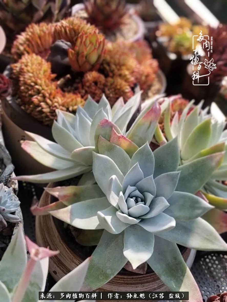 养多肉三年多九万里悟道，终归诗酒田园！