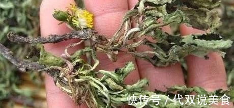 寒性|自己“晒干”的蒲公英，能当茶泡水喝吗有什么“禁忌”吗
