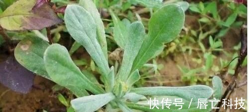 刘医生|秋天多吃3种食物，美容养颜，延缓衰老，排毒养颜，提高免疫力