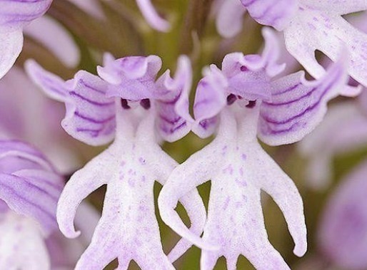 喜欢菊花，不如养盆“高档小花”血根草，名字奇葩，长得却很美