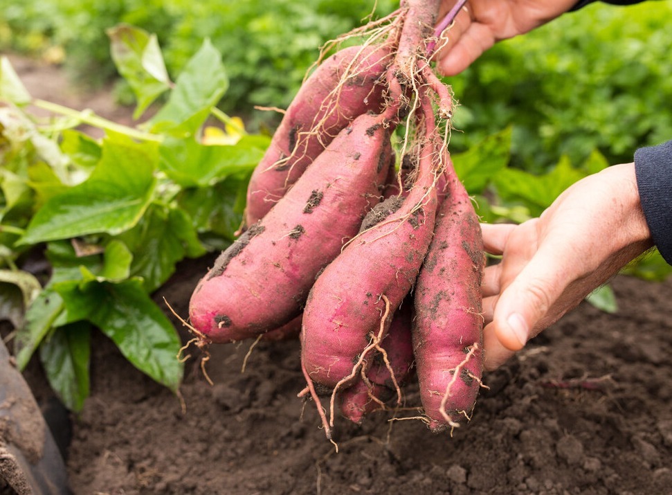 癌细胞|85岁癌症老人,身体一天比一天好,3种食物功不可没