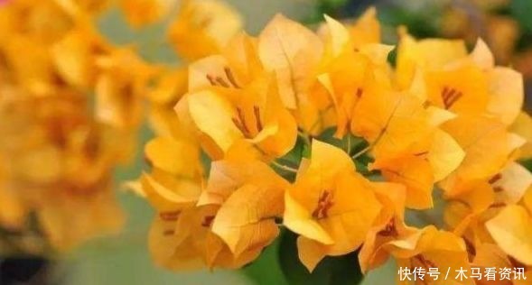 喜欢三角梅,不如养这款珍品“柠檬黄三角梅”,开花爆盆好养活