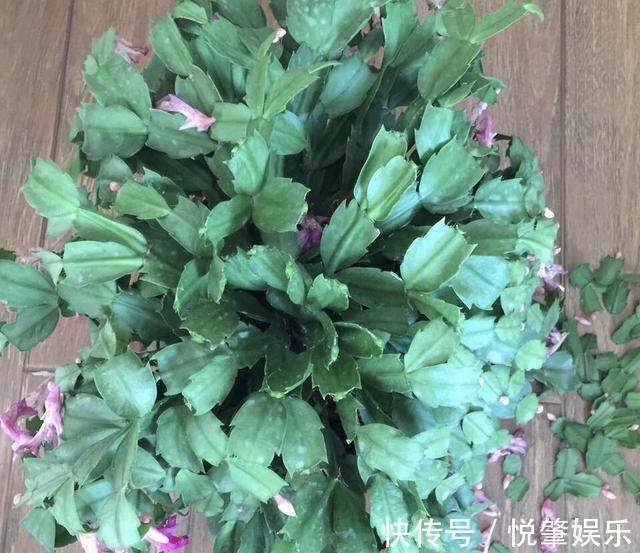 蟹爪兰|蟹爪兰叶子“软塌塌”教你做3步,嗖嗖冒新叶,入冬花朵爆盆