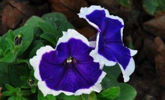 种花|4种花美得出奇,花期超级久,漂亮又好养