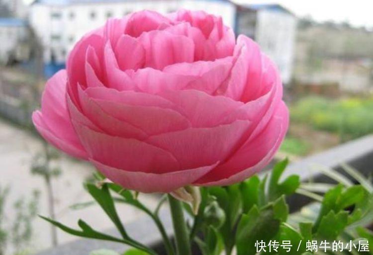 月季|此款花卉便宜又好养，花色艳丽，花瓣层层叠叠，一养就上瘾！