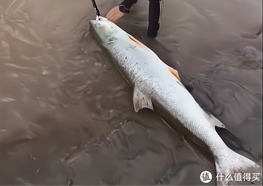 淡水鱼|重庆钓鱼人钓上“水老虎”，抱不动拖着去放掉，网友们见后却怒了