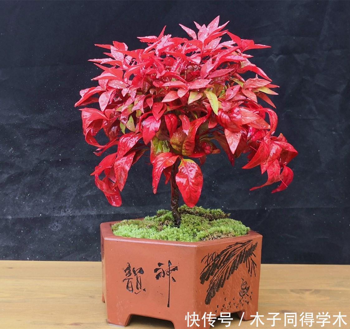 越冷叶子越红,对环境无要求,这样的植物你养过吗?