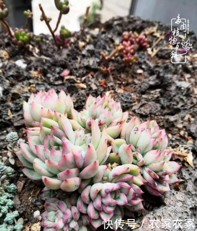 如何让多肉变美看看我是如何宠它们的!如何让多肉变美看看我是如何宠它们的!