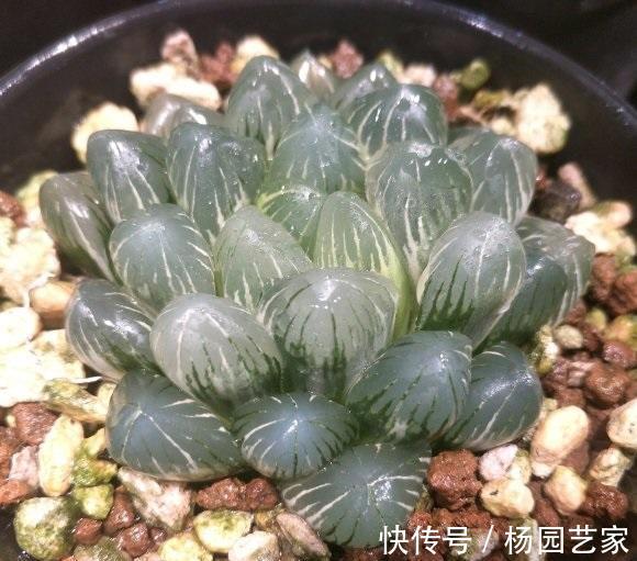 搭配|十二卷怎么配土?要用软质颗粒,“这几种”搭配,养十二卷更合适