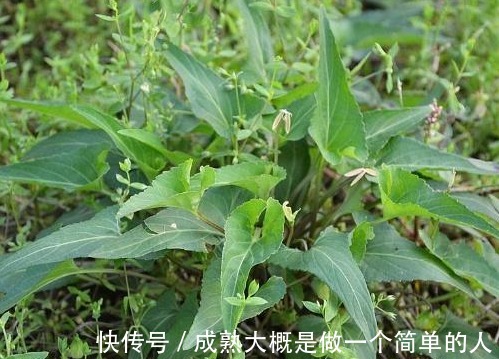 香附|农村地里到处都是的野草,人称“犁头草”,药用价值高,值得重视