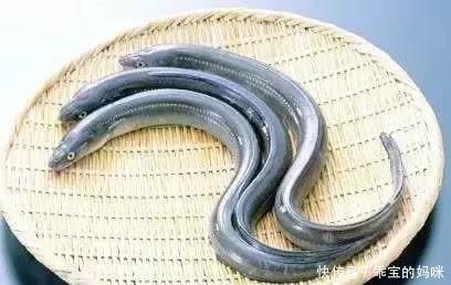 没想到一个到处能吃到的动物,居然没人知道它是什么?