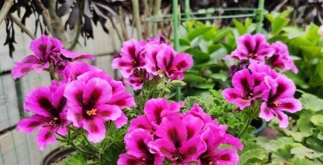 家里阳台别闲着,养上4种花,一年四季,天天有花看,香味飘满屋