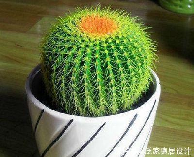 种花|家里养4种花，不要浇水在叶片上，容易黑腐烂叶！