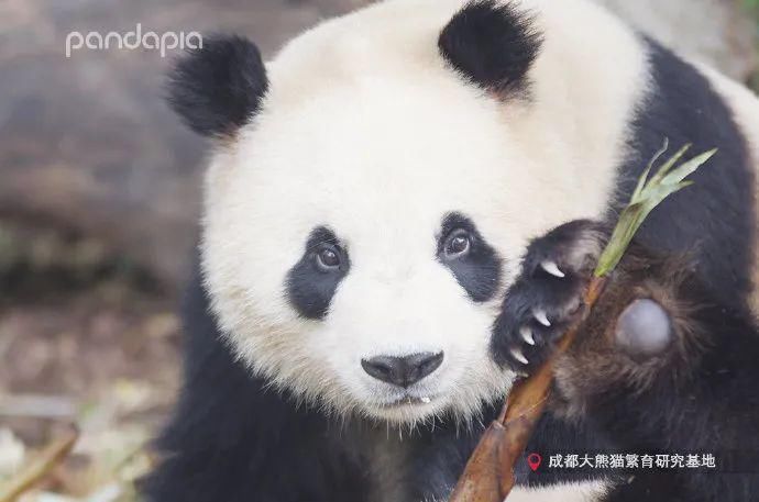  小龙女|当大熊猫遇上《神雕侠侣》