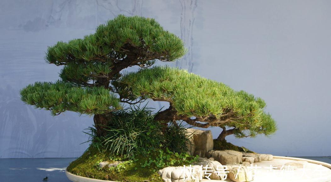 青苔|丛林式盆景分为树桩盆景和水旱盆景两大类,配以石头人物小摆件