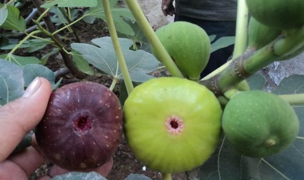 碱性食物|高血压最怕过冬,多吃6种食物,清血管垃圾,血压才会稳稳降