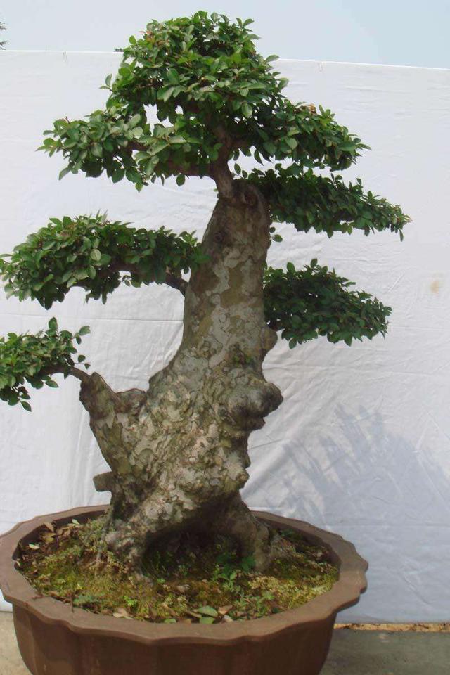 这树真“丑”，但叶子“嚼一嚼”能缓解牙痛，制成盆景观赏性强！