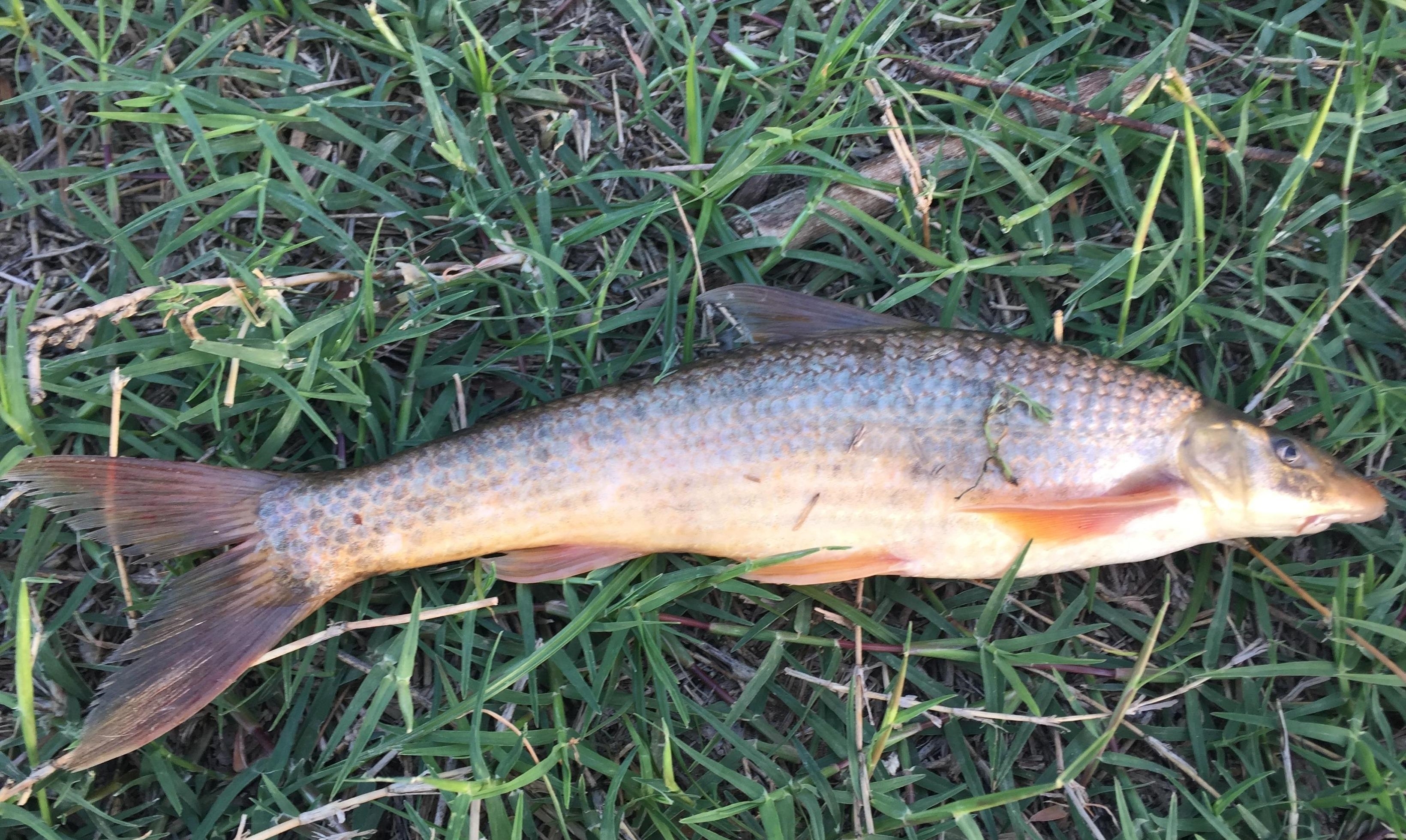 黄河鱼的秘密：跃龙门的不是鲤鱼，是谁？谁当了数百年的宫廷鱼？