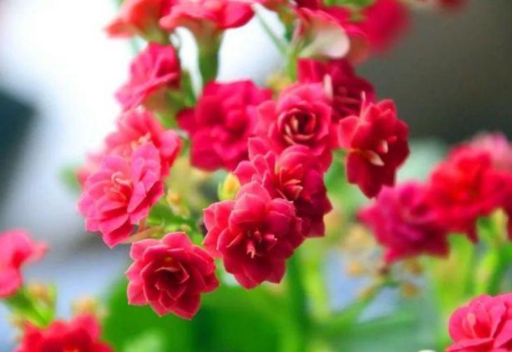 几种贱花别小看,开花漂亮花期长,一开就是300多天,美成小花园