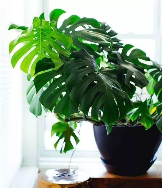 养花有必要加“底肥”吗老花匠教你这样做,植物根系又粗又壮