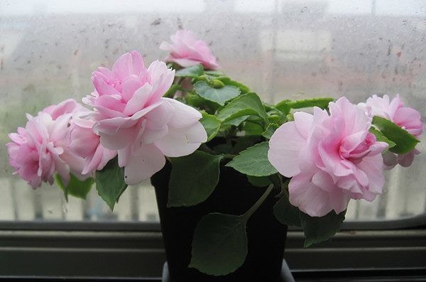 绿萝看腻了,不妨试试养这些花朵,越养越好,一样也爆盆