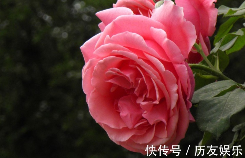 月季花,养护不难,但也需要掌握细节,真正掌握后,开花爆盆!