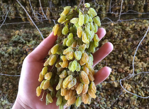  真的|葡萄干的“另类”吃法，网友：真的是太美味啦！快来试试吧！